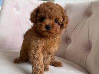 Toy Poodle Bebek Köpeğimiz