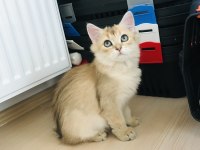 Son kalan Golden'larım scottish straight