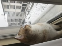 British shorthair erkek ny11