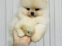 Pomeranian köpeğimiz