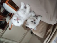 Red point blue eyes scottish fold