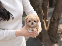 Kore Teacup Egıtımlı Yavrularımız