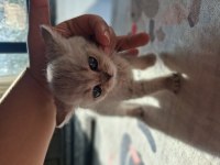 1.5 aylık saf british shorthair yavrumuz