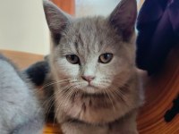 Scottish Fold dişi ve British Short Hair Erkek Dişi
