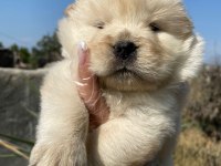 Chow chow çin Aslanı yavrularımız