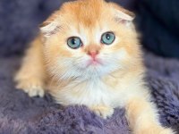 Scottish fold golden bebek