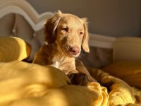 Acil yuva aranıyor golden retriever