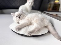2,5 Aylık Erkek British Longhair yavrumuz
