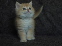 Black Golden Shell NY12 Safkan British Shorthair