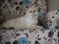 Erkek golden point british shorthair