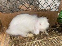 Hollanda teddy lop anaç tavşanlar