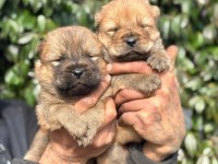Chow chow cinsi bebeklerimiz