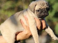 Köpekte kalite asla tesadüf değildir