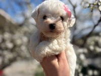 Maltese Terrier Bebekler