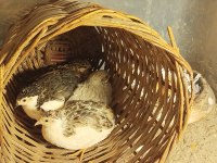 Egzotik Hücre Bıldırcını Ve Kuluçkalık Yumurta