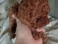 Kore kan Red Brown poodle yavrular