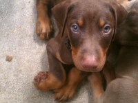 Irk Garantili Erkek Dişi Safkan Doberman Yavrular
