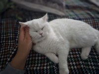 Beyaz tüylü mavi gözlü british shorthair
