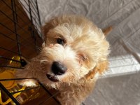 2 aylık erkek maltipoo