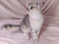 Safkan British Shorthair
