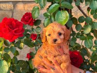 Üst Kalite Maltipoo Bebeklerimiz