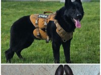 Siyah alman çoban köpeği