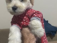 1 erkek ve 1 dişi yavru köpeğimiz