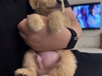 Orjinal golden retriever köpeği