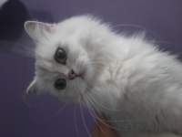 Yetişkin british longhair 1.5 yaşında