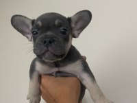 A kalite scrli babadan blue tan fransız bulldog yavru
