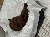 5 Aylık Poodle Yavrumuz Lidya