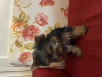 Safkan sıfır numara yorkshire terrier köpekler