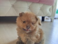 Ayı surat pomeranian boo yavruları