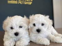 Türkiye’nin en güzel Maltipoo yavrular Ankara 