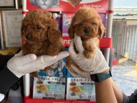 Toy poodle yavrularımız 