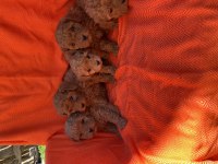 Irk ve sağlık garantili poodle bebekler