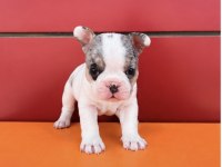 EGZOTİK RENK FRENCH BULLDOG BEBEKLER