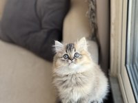 Güzel Bebeğim Safkan A Kalite British Longhair Yavru