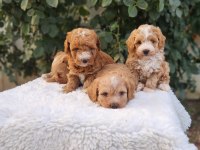 Maltipoo Minik Yavrularımız