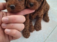 Kore kan poodle bebekler