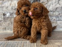 Irk Ve Sağlık Garantili Kısa Bacak Teacup Poodle Yavrular
