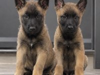 Safkan Belçika Malinois Yavruları