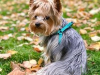 Eğitimli Hazır Yorkshire Terrier
