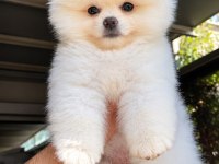 Safkan pomeranian bebekler