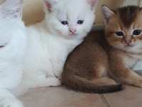 British Shorthair Beyaz Pamuk Gibi Yavrular