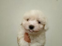 Kore kan maltese terrier