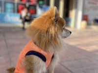 Pomeranian Tilki Surat