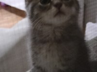 ACİL SAHİPLENDİRME KEDİLER