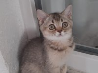 Black Golden British Shorthair