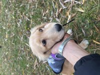 Golden retriever 4 aylık yavru
